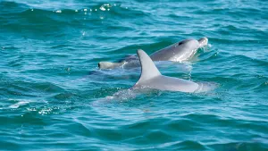 Dolphin Cruise & Dolphin Swim